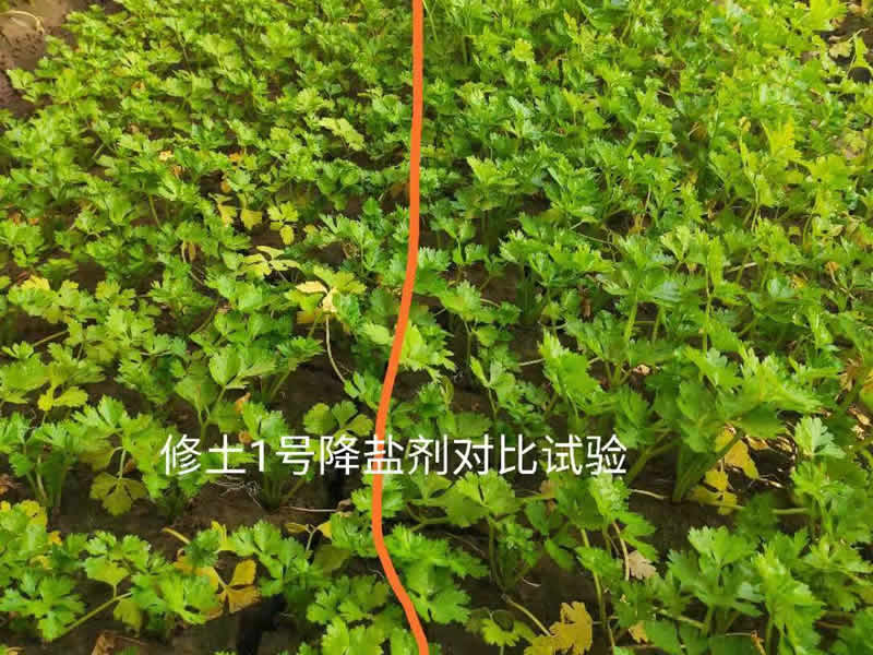 效果展示